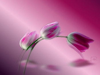Tulipanes01, tulip, pink, tulipanes, flores, flowers, tulpen, rosa HD wallpaper