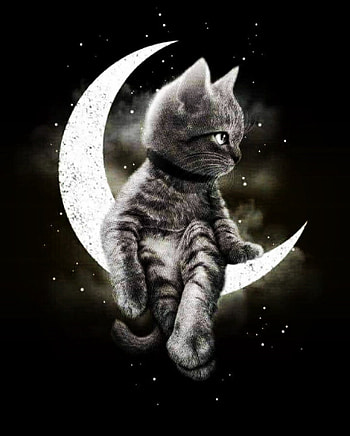 Cat, cats, tails, art whisker's HD phone wallpaper