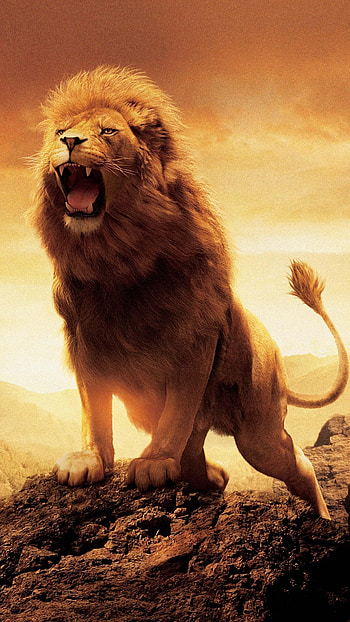 Danger Lion, Roaring, Lion, angry HD phone wallpaper