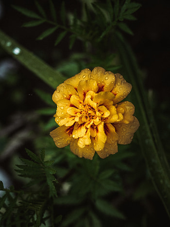 Flowers, Drops, Flower, Marigold, Marigolds HD phone wallpaper