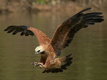 Eagle on Attack, cool, eagle, , attack HD wallpaper