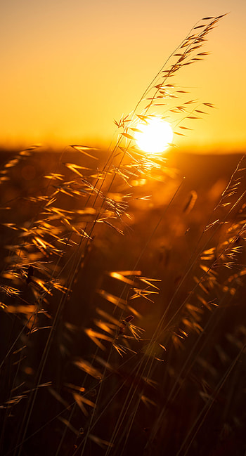 Nature, Sunset, Grass, Sun, Macro, Ears, Spikes HD phone wallpaper