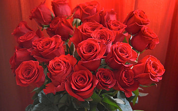 roses, fun, cool, nature, flowers HD wallpaper