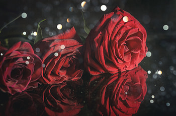 Red roses, close up HD wallpaper