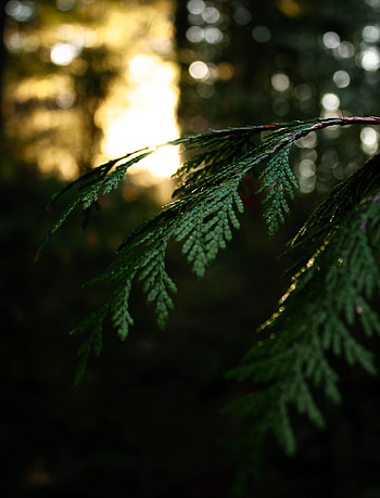 Plant, Macro, Branch, Thuja HD phone wallpaper