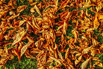 Nature, Autumn, Foliage, Dry HD wallpaper