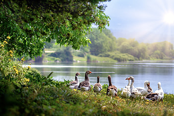 Wild Geese, wild-geese, birds HD wallpaper