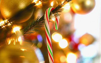 Christmas tree, Candy Cane HD wallpaper