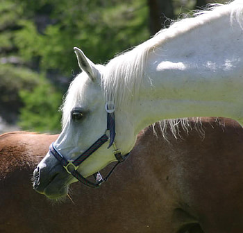 The Sniff, white arabians, nature, arabians, animals HD wallpaper