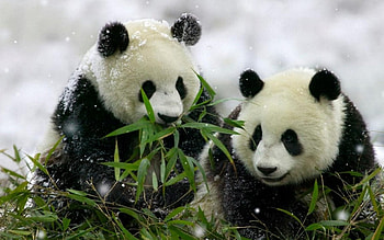 Do you Love Panda? You love to keep them as ? Get our HD wallpaper