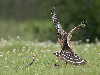 Eagle versus Snake, snake, cool, eagle HD wallpaper