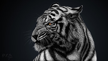 Tiger Glow, tiger, animals, artist, artwork, digital-art HD wallpaper