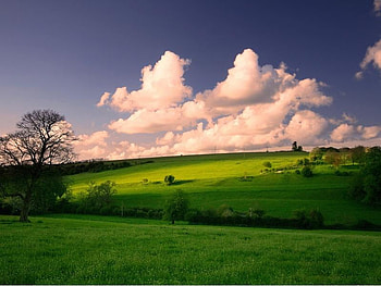 Sky, nature, field, tree HD wallpaper