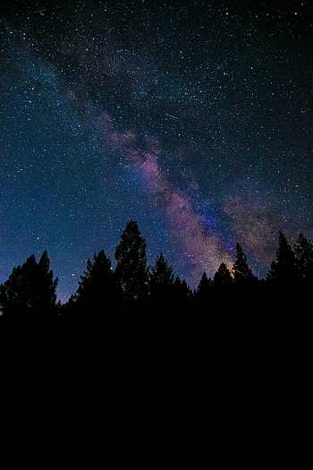 Trees, Universe, Stars, Night, Fir, Spruce, Nebula HD phone wallpaper