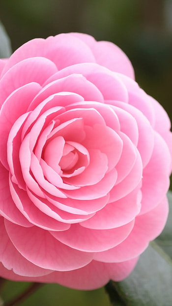Beautiful Flowers Roses, Beautiful, Pink Rose HD phone wallpaper