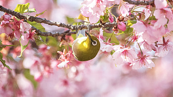 Japanese White-Eye Bird On Pink Blossom Flowers Tree Branch Birds HD wallpaper