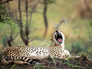 Sleepy afternoon, yawning, wild cats, cats, , cute, wild, big cats, africa, animals, , nature, cheetah HD wallpaper