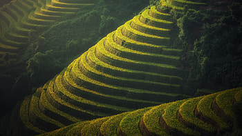 Bali paradise, Lush rice terraces, Indonesian beauty, U scenery HD wallpaper