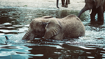 Animals, Water, Young, Joey, Elephant HD wallpaper