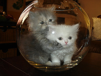 trough the glass, cats, glass, animals, kittens HD wallpaper