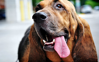 Animals, Dog, Muzzle, Protruding Tongue, Tongue Stuck Out, Ears HD wallpaper