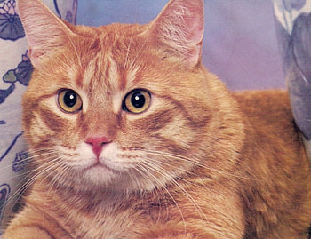 cat, eyes, ginger, nose HD wallpaper