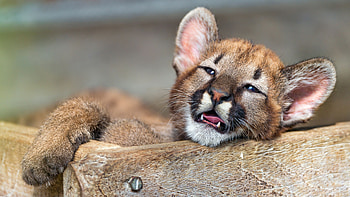 Cute lion , Regal beauty, Untamed power, Wild elegance HD wallpaper