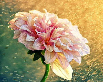 Beautiful Flower, cool, beautiful, , flower HD wallpaper