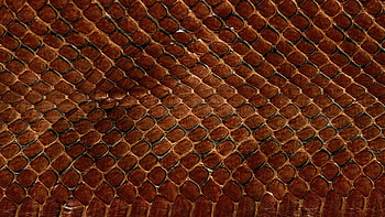 Preview texture, leather, snake, scales, background HD wallpaper