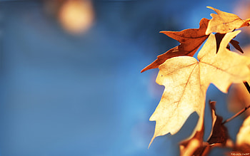Macro Leaves, macro, leaves, nature HD wallpaper