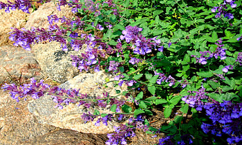 Catmint flower, summer, flower, graph, bloom, blossom HD wallpaper