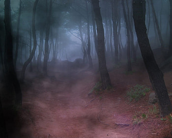 misty trail, mist, trees, trail, forest HD wallpaper