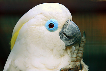 Blue-eyed cockatoo, Parrot family, Cacatuidae, Cacatua ophthalmica, Cockatoo HD wallpaper