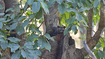 Asian Palm Civet, Civets of India, Small Indian Civet HD wallpaper