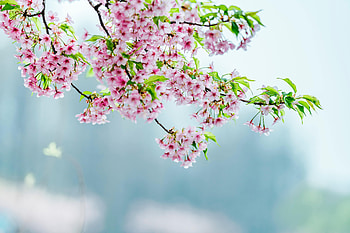 Flowers, Bloom, Flowering, Garden, Apple Tree HD wallpaper