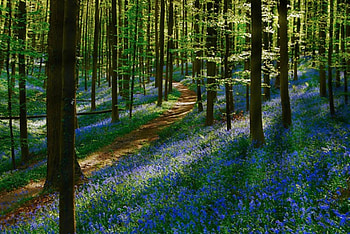 Wield flowers, blue, beautiful, flowers, forest HD wallpaper