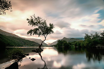 Peaceful lake with a lone tree during sunset in Gwynedd, Wales. Perfect for nature lovers. HD wallpaper