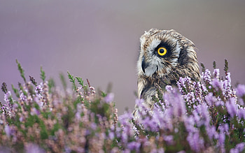 Animals, Flowers, Owl, Bird, Profile, Lavender HD wallpaper