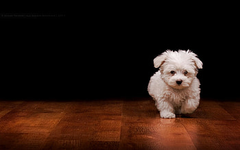 Animals, Dogs HD wallpaper