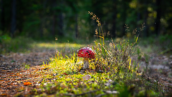 Nature, Grass, Autumn, Forest, Mushroom, Fly Agaric HD wallpaper