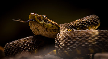 Fer De Lance Pit Viper, de, lance, pit, viper, fer HD wallpaper