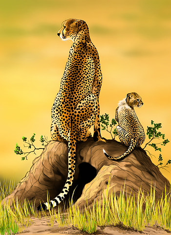 Art, Cheetah, Young, Predator, Big Cat, Joey HD phone wallpaper