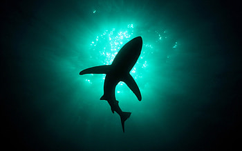 Animals, Sharks, Fishes HD wallpaper
