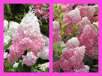 FLOWER COLLAGE, FLOWER, NATURE, COLLAGE HD wallpaper