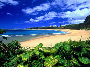 Nature, Leaves, Sea, Beach, Sand, Shore, Bank, Vegetation, Greens HD wallpaper