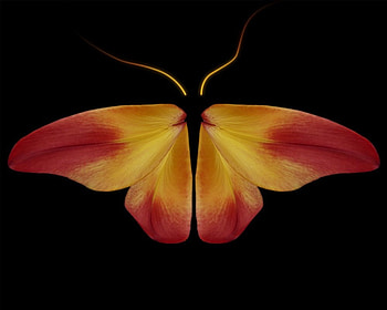 Butterfly of Gold, golden butterfly, on black HD wallpaper
