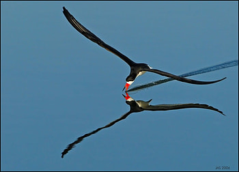 Amazing graphy, amazing, bird, graphy, fishing HD wallpaper