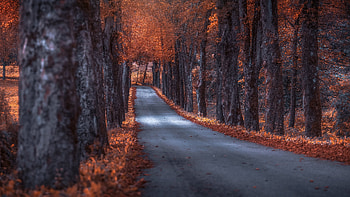 Autumn Pathway: A Serene Nature Walk in, nature, path HD wallpaper