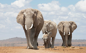 Elephants, clouds, Africa, animals HD wallpaper
