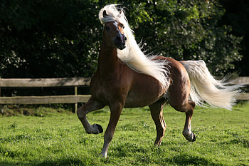 Haflinger, austrian horse, horses, austria HD wallpaper